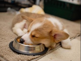 Miért vagyok fáradt evés után?